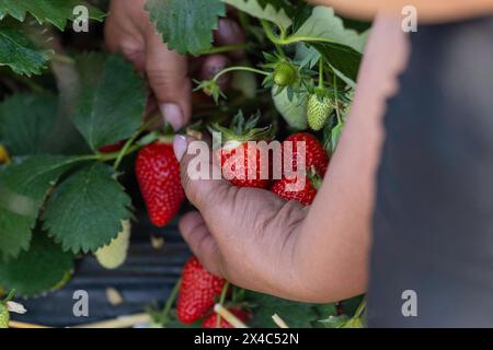 Start der Erdbeersaison Erdbeerernte für den Hofladen Beckers am 02.05.24 in Raderbroich. Die Erdbeeren werden gepflueckt. Foto: Kirchner-Media/TH Raderbroich Nordrhein-Westfalen Deutschland *** Beginn der Erdbeersaison Erdbeerernte für den Beckers Hofladen am 02 05 24 in Raderbroich werden die Erdbeeren geerntet Foto Kirchner Media TH Raderbroich Nordrhein-Westfalen Deutschland Copyright: XKirchner-Media/THX Stockfoto