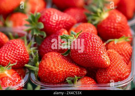 Start der Erdbeersaison Erdbeerernte für den Hofladen Beckers am 02.05.24 in Raderbroich. Frisch gepflueckte Erdbeeren. Foto: Kirchner-Media/TH Raderbroich Nordrhein-Westfalen Deutschland *** Beginn der Erdbeersaison Erdbeerernte für Hofladen Beckers am 02 05 24 in Raderbroich frisch gepflückte Erdbeeren Foto Kirchner Media TH Raderbroich Nordrhein Westfalen Deutschland Copyright: XKirchner-Media/THX Stockfoto