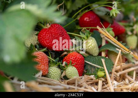 Start der Erdbeersaison Erdbeerernte für den Hofladen Beckers am 02.05.24 in Raderbroich. Erdbeerpflanze mit unterschiedlichen reifen Erdbeeren. Foto: Kirchner-Media/TH Raderbroich Nordrhein-Westfalen Deutschland *** Beginn der Erdbeersaison Erdbeerernte für Hofladen Beckers am 02 05 24 in Raderbroich Erdbeerpflanze mit verschiedenen Reifen Erdbeeren Foto Kirchner Media TH Raderbroich Nordrhein Westfalen Deutschland Copyright: XKirchner-Media/THX Stockfoto