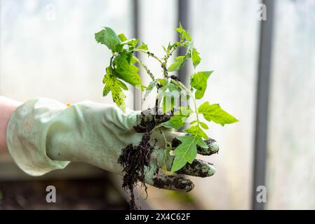 Tomatensämlinge in der Hand, bevor sie in den Boden im Gewächshaus gepflanzt werden. Gemüsegarten. Stockfoto