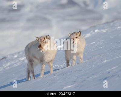 Svalbard Rentier im Gronfjorden, eine endemische Unterart von Rentieren, die nur in Svalbard lebt und nie domestiziert wurde. Polarregionen, arktischer Winter. Stockfoto