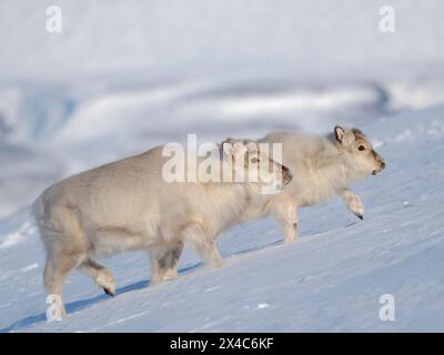 Weibliches Svalbard-Rentier im Gronfjord, eine endemische Unterart von Rentieren, die nur in Svalbard lebt und nie domestiziert wurde. Polarregionen, arktischer Winter. Stockfoto