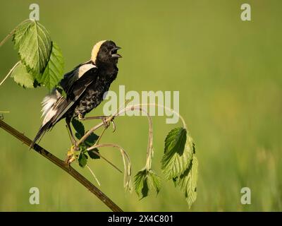 Bobolink, Dolichonyx oryzivorus, Pennsylvania, USA Stockfoto