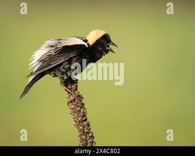 Bobolink, Dolichonyx oryzivorus, Pennsylvania, USA Stockfoto