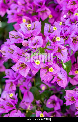 Chile, Santiago. Bougainvillea-Blüten in Nahaufnahme. Stockfoto