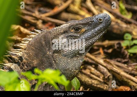 Costa Rica, Parque Nacional Carara. Nahaufnahme des schwarzen Leguans. Stockfoto