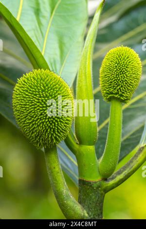 Costa Rica, Parque Nacional Carara. Nahaufnahme der Soursop-Pflanze. Stockfoto