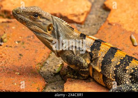 Costa Rica, Parque Nacional Carara. Nahaufnahme des schwarzen Leguans. Stockfoto