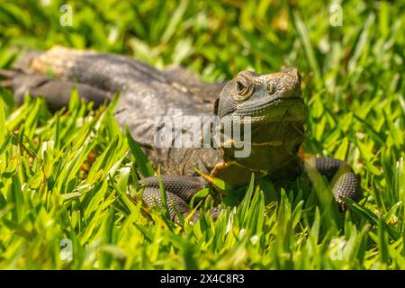 Costa Rica, Parque Nacional Carara. Schwarzer Leguan sonnt. Stockfoto