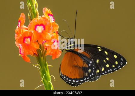 Costa Rica, Parque Nacional Carara. Heliconius-Schmetterling auf Blume. Stockfoto