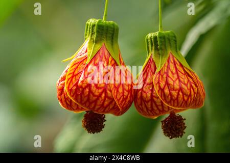 Costa Rica, San Jose. Chinesische Laternenbäume. Stockfoto