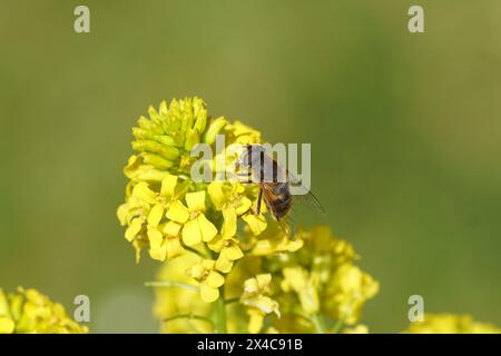 Nahaufnahme gelber Blüten der Winterkresse (Barbarea vulgaris), Familie Brassicaceae mit weiblicher hoverfly Eristalis pertinax. Frühling, Mai, Niederlande Stockfoto