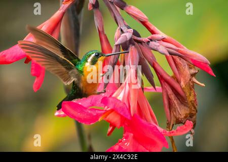 Costa Rica, Cordillera de Talamanca. Lila-haltige Bergjuwel Kolibri, die eine durchdringende Blume zum Füttern hat. Stockfoto