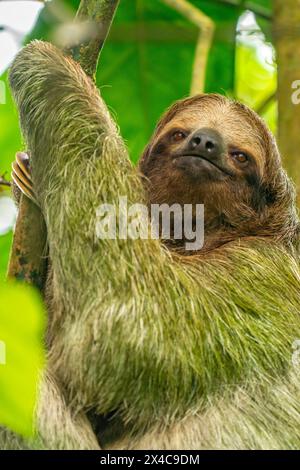 Costa Rica. Nahaufnahme von Dreizehenfaultieren. Stockfoto