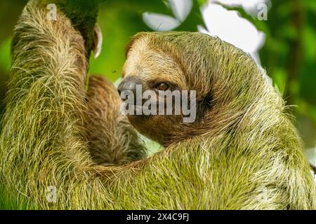 Costa Rica. Nahaufnahme von Dreizehenfaultieren. Stockfoto