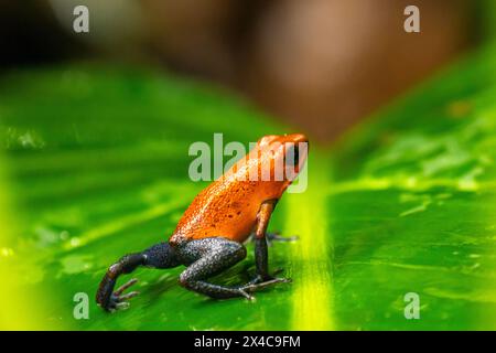 Costa Rica. Erdbeergiftpfeilfrosch auf Blatt. Stockfoto