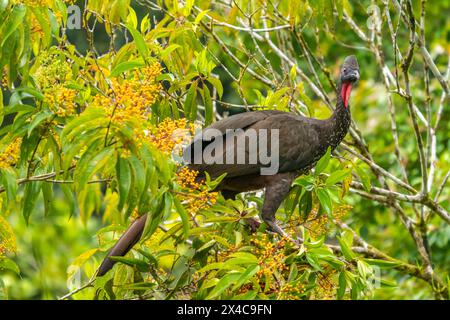 Costa Rica, La Selva Biologische Forschungsstation. Schwarzer guan-Vogel im Baum. Stockfoto