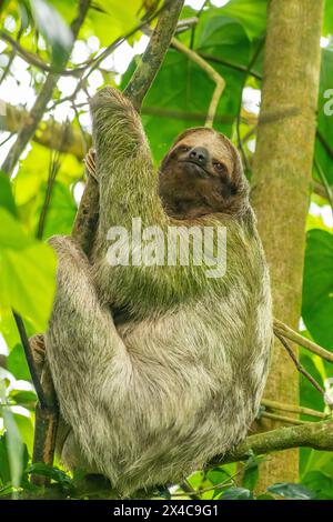 Costa Rica. Nahaufnahme von Dreizehenfaultieren. Stockfoto