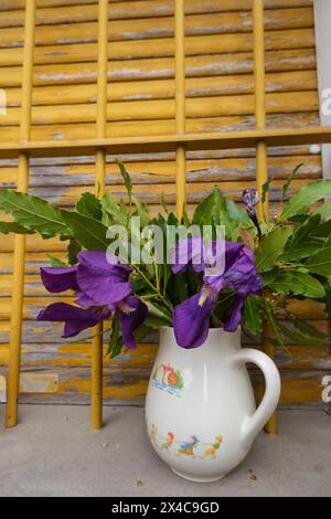 Irisblumen und grüne Lorbeerblätter in einem alten weißen Krug über den alten gelben Holzläden. Rustikaler Blumenhintergrund Stockfoto