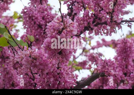 Rosafarbene und weiße Fliederblüten aus der Nähe. Cercis chinensis, die chinesischen Rotknospen blühen auf den Zweigen. Hintergrund mit Blumenmotiv im Frühling Stockfoto