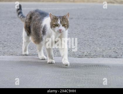 Larry the Cat - Chief Mouser seit 2011 im Kabinettsbüro - auf Patrouille in der Downing Street, 1. Mai 2024 Stockfoto