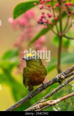Costa Rica. Euphonievögel mit Olive-Rücken an Gliedmaßen. Stockfoto
