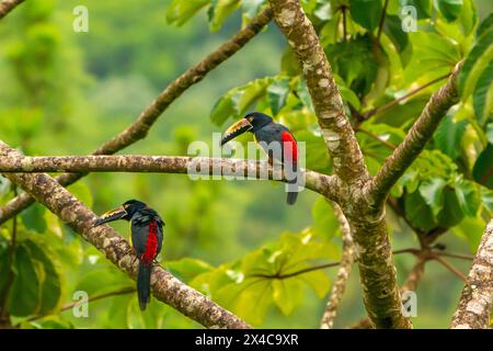 Costa Rica, Arenal Observatory. Aracaris mit Kragen im Baum. Stockfoto