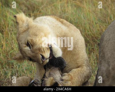 Afrikanischer Löwe (Panthera leo), der seine Gefangene Beute isst Stockfoto