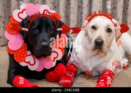 USA, Arizona, Buckeye. Nahaufnahme von Labrador Retrievern, die zum Valentinstag gekleidet sind. (PR) Stockfoto