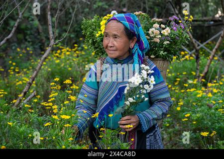 Flower Hmong Frau pflückt Blumen auf dem Gelände des Hmong Königspalastes (Vau Meo) in Bac Ha, Lao Cai Provinz, Vietnam Stockfoto