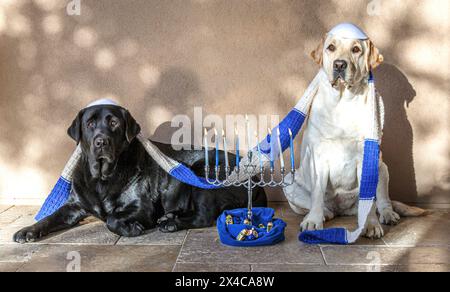 USA, Arizona, Buckeye. Schwarze und gelbe Labrador-Retriever verkleidet für Hanukka. (PR) Stockfoto
