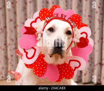 USA, Arizona, Buckeye. Nahaufnahme von Labrador Retriever, gekleidet zum Valentinstag. (PR) Stockfoto