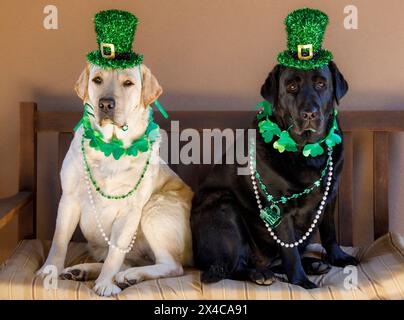 USA, Arizona, Buckeye. Labrador Retriever gekleidet zum St. Patrick's Day. (PR) Stockfoto