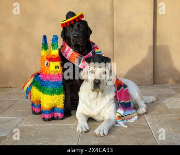 USA, Arizona, Buckeye. Labrador Retriever gekleidet für Cinco de Mayo. (PR) Stockfoto