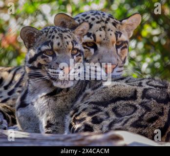 USA, Arizona, Waddell, Wildlife World Zoo. Nahaufnahme eines gehaltenen, wolkigen Leopardenpaares. Stockfoto