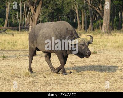 Afrikanischer Büffel oder Kaffernbüffel (Syncerus Caffer) Stockfoto