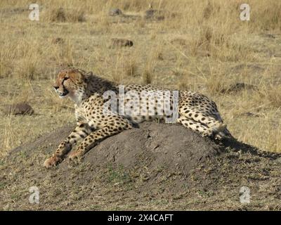 Wunderschöner männlicher Gepard (Acinonyx jubatus), der auf einem Termitenhügel ruht Stockfoto