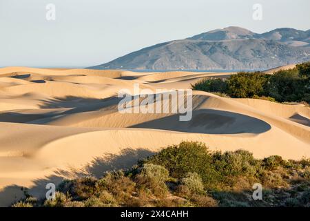 USA, Kalifornien, Central Coast, Oceano. Pismo State Beach Dune Preserve Stockfoto