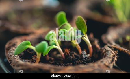 Grüne Setzlinge in Torftöpfen, auf der Fensterbank in der Nähe des Fensters drinnen. Gartenarbeit, Setzlinge, Landwirtschaft Stockfoto