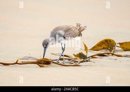 USA, Kalifornien, Morro Bay. Willet Vogel und Seetang an Land. Stockfoto