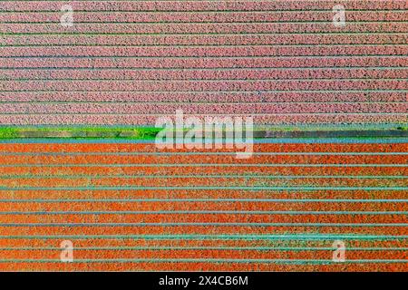 Luftaufnahme von Tulpenstreifen verschiedener Farben im Frühjahr. De Zilk, Noordwijk, Bezirk Zuid-Holland, Nederland. Stockfoto