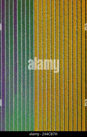 Luftaufnahme von Tulpenstreifen verschiedener Farben im Frühjahr. De Zilk, Noordwijk, Bezirk Zuid-Holland, Nederland. Stockfoto