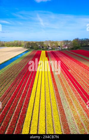 Luftaufnahme von Tulpenstreifen verschiedener Farben im Frühjahr. De Zilk, Noordwijk, Bezirk Zuid-Holland, Nederland. Stockfoto