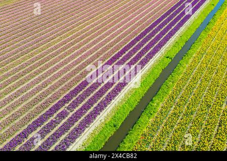 Luftaufnahme von Tulpenstreifen verschiedener Farben im Frühjahr. De Zilk, Noordwijk, Bezirk Zuid-Holland, Nederland. Stockfoto