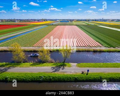 Luftaufnahme von Tulpenstreifen verschiedener Farben im Frühjahr. De Zilk, Noordwijk, Bezirk Zuid-Holland, Nederland. Stockfoto