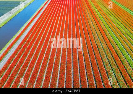 Luftaufnahme von Tulpenstreifen verschiedener Farben im Frühjahr. De Zilk, Noordwijk, Bezirk Zuid-Holland, Nederland. Stockfoto