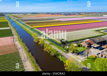 Luftaufnahme von Tulpenstreifen verschiedener Farben im Frühjahr. De Zilk, Noordwijk, Bezirk Zuid-Holland, Nederland. Stockfoto