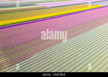 Luftaufnahme von Tulpenstreifen verschiedener Farben im Frühjahr. De Zilk, Noordwijk, Bezirk Zuid-Holland, Nederland. Stockfoto