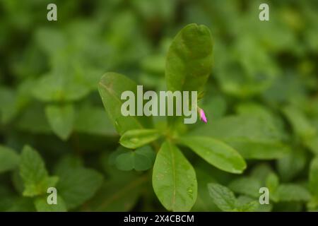 Ein kurzer Schuss von Blumen aus einer afrikanischen Wasserblattpflanze Stockfoto