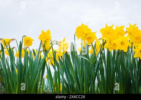Gelbe Narzissen- oder Narzissen-Blüten auf weißem Hintergrund. Nahaufnahme, Tiefwinkelansicht. Stockfoto